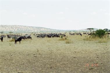 Safari_Tansania_1999_06_29,_83150370_720