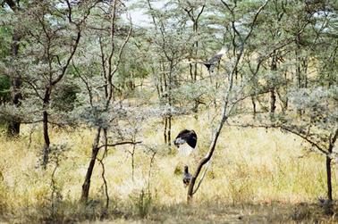 Safari_Tansania_1999_06_29,_83150373_720