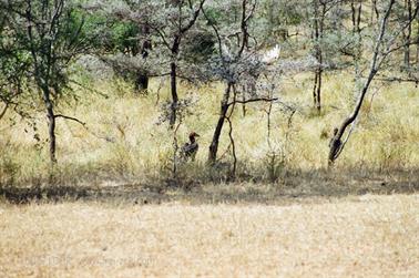 Safari_Tansania_1999_06_29,_83150374_720