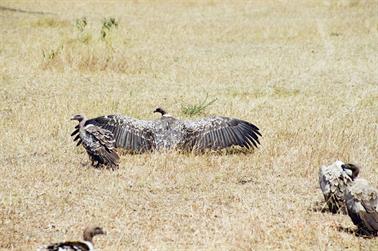 Safari_Tansania_1999_06_29,_83150375_720