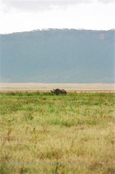 Safari_Tansania_1999_06_30,_83150021_720