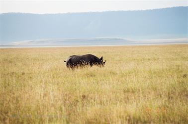 Safari_Tansania_1999_06_30,_83150282_720