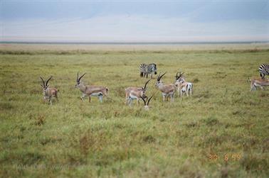 Safari_Tansania_1999_06_30,_83150285_720