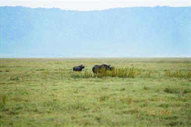 Safari_Tansania_1999_06_30,_83150287_720