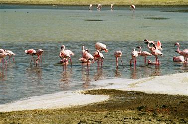 Safari_Tansania_1999_06_30,_83150291_720