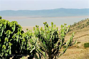 Safari_Tansania_1999_06_30,_83150292_720