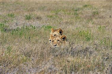 Safari_Tansania_1999_06_30,_83150347_720