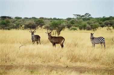 Safari_Tansania_1999_06_30,_83150352_720