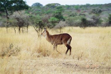 Safari_Tansania_1999_06_30,_83150354_720