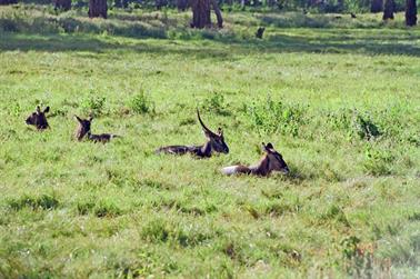 Safari_Tansania_1999_07_01,_83150085_720