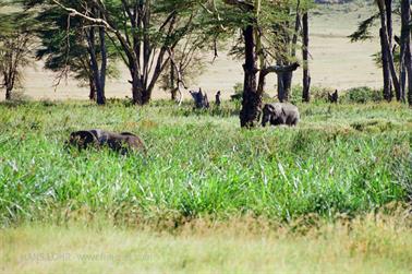 Safari_Tansania_1999_07_01,_83150088_720