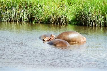 Safari_Tansania_1999_07_01,_83150099_720