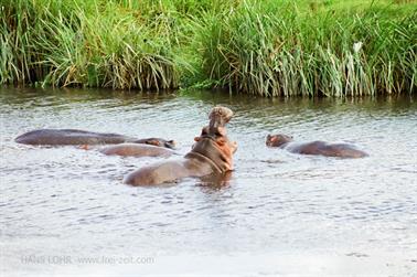 Safari_Tansania_1999_07_01,_83150101_720