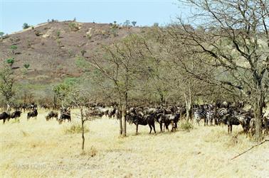 Safari_Tansania_1999_07_01,_83150111_720