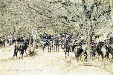 Safari_Tansania_1999_07_01,_83150112_720