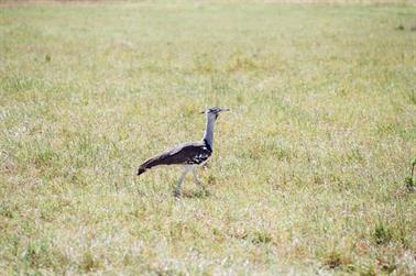 Safari_Tansania_1999_07_01,_83150260_720