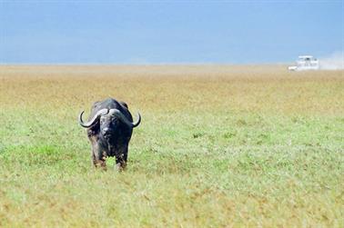 Safari_Tansania_1999_07_01,_83150262_720px