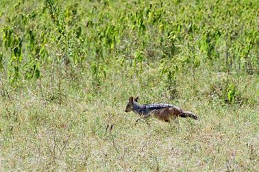 Safari_Tansania_1999_07_01,_83150264_720px