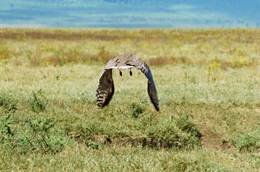 Safari_Tansania_1999_07_01,_83150267_720px